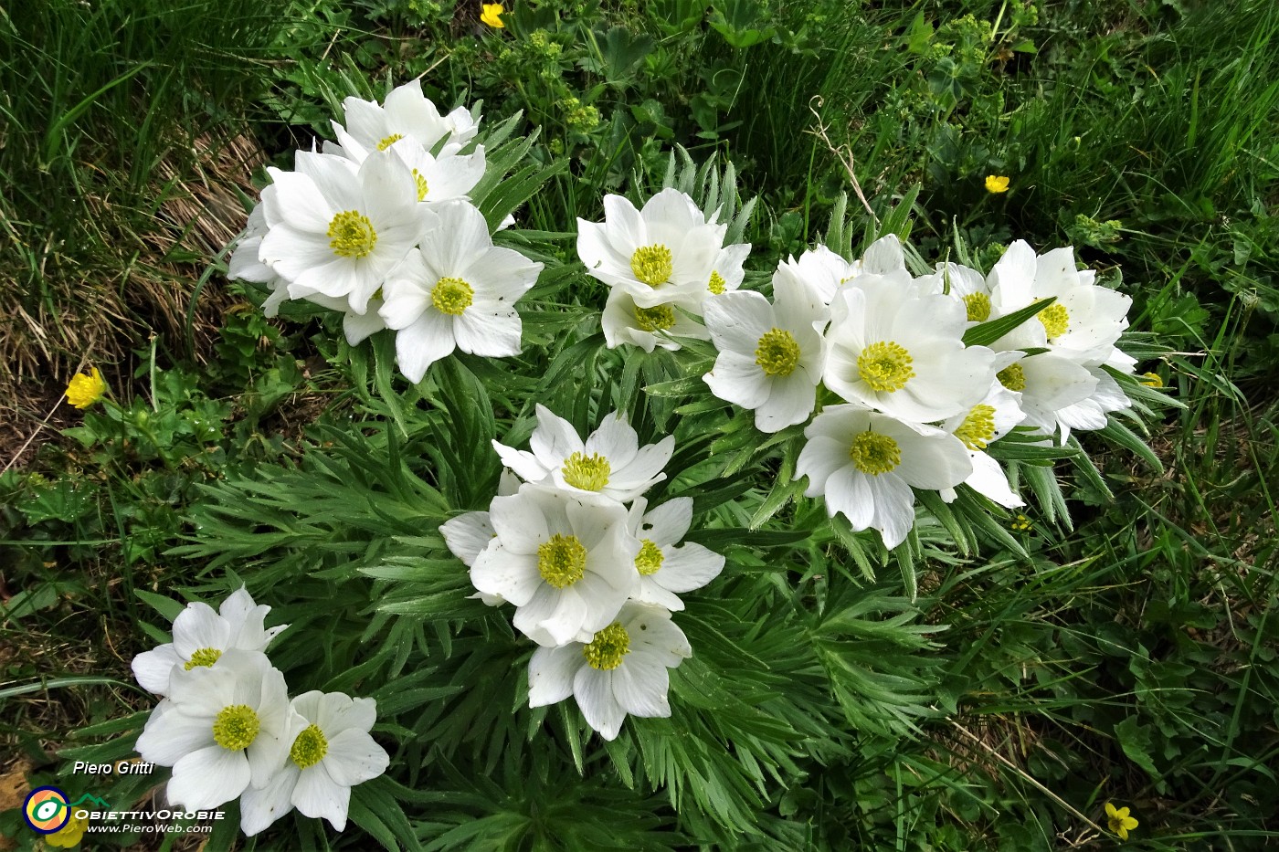 22 Anemone narcissino (anemone narcissiflora).JPG